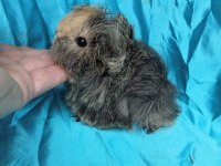 Üreticiden Safkan Guinea Pig Yavrular