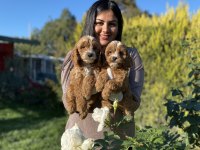 Safkan maltipoo yavrularım