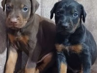 Sağlıklı Orjinal Safkan Doberman Yavrularımız