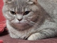 Neşe ve narin kardeş kediler