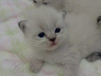 British shorthair ve scottish fold