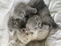 Safkan top kafa scottish fold oyuncu uygun fiyatlı yavrular