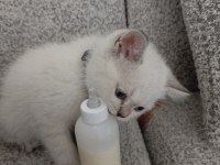 Blue point erkek yavru british shorthair