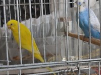 Muhabbet kuşu çift yavrulu