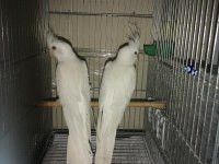 Satılık albino sultan papağanı çift