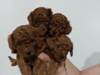 Teacup toy poodle yüzde yüz ırk ve sağlık garantili
