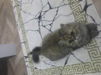 İran kedisi