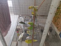 Yavru muhabbet kuşu