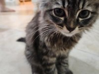 KEDİMİZE ÖMÜRLÜK YUVA ARANIYOR
