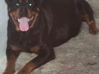 Dişi erkek ve dişi rottweiler yavrular