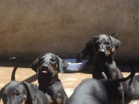 KİNG DOBERMAN YAVRULARI