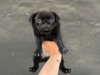 SAFKAN ORJİNAL IRK PUG MOPS YAVRULARIMIZ