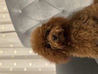 KORE TOY POODLE YAVRULAR
