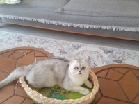 Canım british shorthair oğluma gelin arıyorum