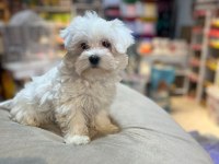 Show Güzellikte Safkan Maltese Bebekler