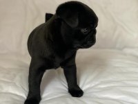 Gül Kuyruk Sevecen Lekesiz Siyah Pug