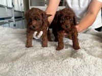 Kore toy poodle yavrularımız
