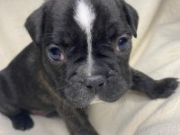 Yavru Erkek French Bulldog