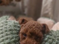 Görüntülü Aramaya Açık Toy Poodle Yavrum