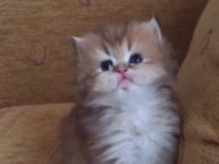 Golden british longhair yavrular