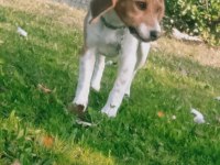 15 aylık güzeller güzeli beagle kraliçem saf kan