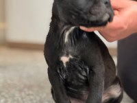 SAFKAN CANE CORSO DİŞİ ERKEK YAVRULARIMIZ