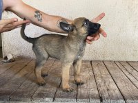Koca Patili Malinois Yavrumuz
