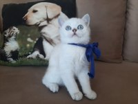 Yavrumu sahiplendiriyorum british shorthair