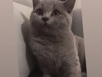 Güzel british shorthair kızımı sahiplendiriyorum