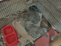 British shorthair silver kedilerimiz sizleri bekliyor