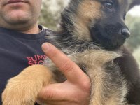Showline Alman çoban köpeği