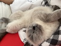 British shorthair blue point