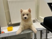2 buçuk aylık A kalite Samoyed Yavru