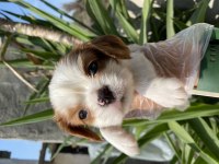 Cavalier King Charles yavrular