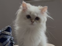 Safkan british longhair point yavru