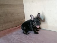 0-3 AYLIK FRENCH BULLDOG YAVRULARI