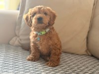4 Aylık maltipoo