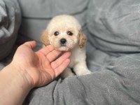 Dünyalar Tatlısı Erkek F1 Maltipoo