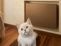 Pendik Evden British Shorthair