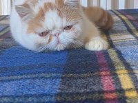 Babası şampiyon exotic shorthair yavrunuza ev arıyoruz