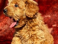 Çikolata tadında maltipoo browniler