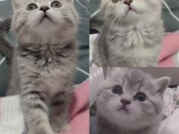 British shorthair silver açıklamayı okuyun