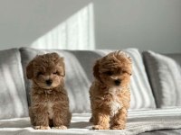 Korean Bebek Surat Maltipoo