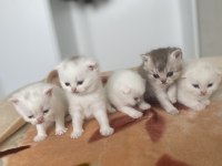 Safkan british shorthair kedimiz