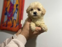 Her Renk Maltipoo Yavrumuzu Canlı Görebilirsiniz