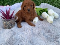 Toy poodle bebekler