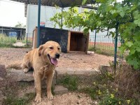 Golden Retriever Köpeğimiz Ücretsiz Sahiplendirilecektir