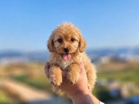 MALTİPOO GÜZELLİKLER