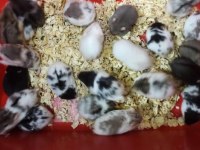Suriye Hamster Yavrular ve Tüm Malzemeleri Adrese Teslim