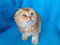 Dişi scottish fold golden